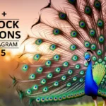 Peacock Captions for Instagram